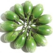 Nadir Yeşil Dolmalık Patlıcan Tohumu Ekim Seti 5 Tohum +Saksı - 2