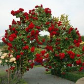 Kırmızı Sarmaşık Gül Tohumu Ekim Seti 5 Tohum + Saksı + Toprak - 4