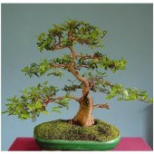 Bodur Hambeles Ağacı Bonzai Ağacı Ekim Seti 5 Tohum Saksı+Toprak - 3