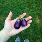 Mini Thailand Dolmalık Patlıcan Tohumu Ekim Seti 5 Tohum +Saksı - 3