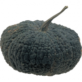 Nadir İthal İri Thailand Bal Kabağı Tohumu 5 Tohum Kabak Tohumu - 2