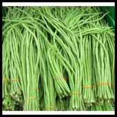 İthal Uzun Çin Fasulyesi Tohumu 3 Fasülye Tohumu + Süpriz Hediye thumbnail 3