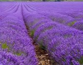 Nadir İthal Mis Kokulu İngiliz Lavanta Çiçeği Tohumu 20 Tohum - 3