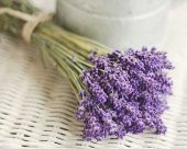 Nadir İthal Mis Kokulu İngiliz Lavanta Çiçeği Tohumu 20 Tohum - 4