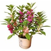Karışık Türbe Çiçeği Tohumu Ekim Seti 5 Tohum + Saksı+Toprak - 1