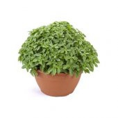 Mis Kokulu Top Reyhan Tohumu 15 Tohum Fesleğen + Süpriz Hediye thumbnail 1