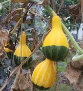 Nadir Sarı Yeşil Kabak Tohumu Süs Kabağı 3 Tohum + Süpriz Hediye - 2