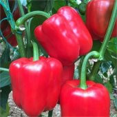 Acı Kırmızı Dolmalık Biber Tohumu Ekim Seti 10 Tohum +Saksı+Topr - 3
