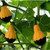 Nadir Sarı Yeşil Kabak Tohumu Süs Kabağı 3 Tohum + Süpriz Hediye - 3