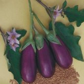 Dolmalık Kurutmalık Antep Patlıcan Tohumu 25 Tohum - 2