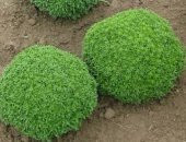 Mis Kokulu Top Reyhan Tohumu 15 Tohum Fesleğen + Süpriz Hediye thumbnail 3