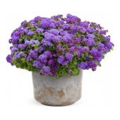 Mavi Vapur Dumanı Çiçeği Tohumu Ekim Seti 10 Tohum +Saksı+Toprak thumbnail 1