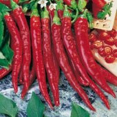 Sivri Kırmızı Tatlı Biber Tohumu Ekim Seti 10 Tohum +Saksı+Toprak - 2
