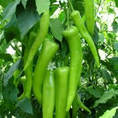 Tatlı Çarliston Biber Tohumu Ekim Seti 20 Tohum +Saksı +Toprak - 3