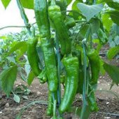 Meşhur Mazamort Biber Tohumu Ekim Seti 20 Tohum + Saksı+Toprak thumbnail 2