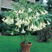 Beyaz Angel Trumpet Ekim Seti 3 Tohum + Saksı + Toprak - 2