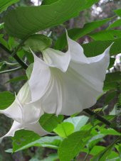 Beyaz Angel Trumpet Ekim Seti 3 Tohum + Saksı + Toprak - 3