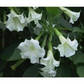 Beyaz Angel Trumpet Ekim Seti 3 Tohum + Saksı + Toprak - 4