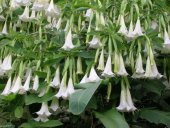 Beyaz Angel Trumpet Ekim Seti 3 Tohum + Saksı + Toprak - 5