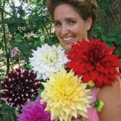 Nadir Dev Dahlia Çiçeği Tohumu 5 Tohum + Süpriz Hediye Tohum thumbnail 4