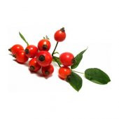 Kuşburnu Tohumu 5 Tohum Kuş Burnu + Süpriz Hediye Tohum thumbnail 1