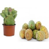 Dikenli İncir Tohumu Ekim Seti 5 Tohum Frenk İnciri +Saksı+Toprak thumbnail 1