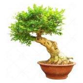 Bodur Dişbudak Bonzai Ağacı Tohumu Ekim Seti 5 Tohum +Saksı+Topra - 1