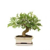 Bodur Dişbudak Bonzai Ağacı Tohumu 5 Tohum +Süpriz Bonsai Tohumu - 1