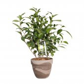 İthal Japon Yeşil Çay Tohumu 3 Tohum + Süpriz Hediye - 1