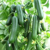 İtalyan Sırık Salatalık Tohumu 5 Tohum + Süpriz Hediye Tohum - 3