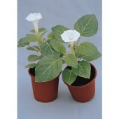 Gece Güzeli Çiçeği Tohumu Ekim Seti 5 Tohum + Saksı + Toprak +Hed - 1