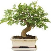 Bodur Dişbudak Bonzai Ağacı Tohumu Ekim Seti 5 Tohum +Saksı+Topra - 2