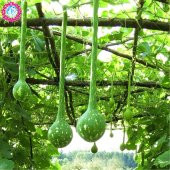 Nadir Uzun Su Kabağı Tohumu Ekim Seti 3 Tohum + Saksı+Toprak+Süpr - 2