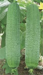 Lif Kabağı Tohumu Ekim Seti 3 Tohum Kabak Tohumu +Saksı+Toprak thumbnail 4