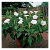 Gece Güzeli Çiçeği Tohumu Ekim Seti 5 Tohum + Saksı + Toprak +Hed - 3