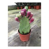 Dikenli İncir Tohumu Ekim Seti 5 Tohum Frenk İnciri +Saksı+Toprak thumbnail 2