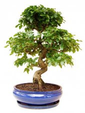 Bodur Dişbudak Bonzai Ağacı Tohumu 5 Tohum +Süpriz Bonsai Tohumu - 3