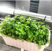 İTALYAN GENİŞ YAPRAK MAYDANOZ TOHUMU MAYDONOZ 250+ TOHUM - 2