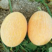 Ananas Kavun Tohumu 15 Tohum + Süpriz Hediye Tohum - 3