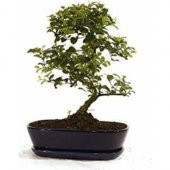 Bodur Tesbih Bonzai Ağacı Tohumu Ekim Seti 5 Tohum +Saksı+Toprak - 1