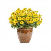 Nadir Afrika Papatyası Tohumu Papatya Tohumu 5 Tohum+Saksı+Toprak - 1