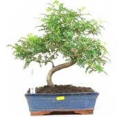 İthal Karabiber Bonzai Ağacı Tohumu Ekim Seti + Saksı + Toprak - 1