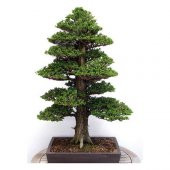 Bodur Lübnan Sediri Bonzai Ağacı Tohumu Ekim Seti 5 Tohum +Saksı+ - 1