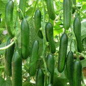 Mis Kokulu Çengelköy Salatalık Tohumu Ekim Seti 20 Tohum + Saksı - 1