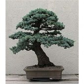 İthal Mavi Selvi Bonzai Ağacı Ekim Seti 5 Tohum + Saksı + Toprak - 2