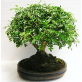 İthal Karabiber Bonzai Ağacı Tohumu Ekim Seti + Saksı + Toprak - 2