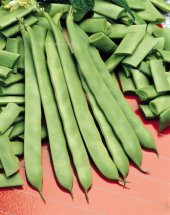 Alman Kılçıksız Ayşe Fasulye Tohumu Ekim Seti 15 Tohum + Saksı+ - 2