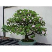 Bodur Tesbih Bonzai Ağacı Tohumu Ekim Seti 5 Tohum +Saksı+Toprak - 3