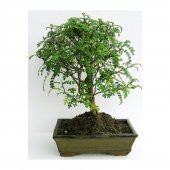 İthal Karabiber Bonzai Ağacı Tohumu Ekim Seti + Saksı + Toprak - 3