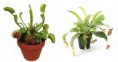 Venus Fly Trap + Nepentes Etobur Bitki Tohumu Etçil Sinek Kapan - 1
